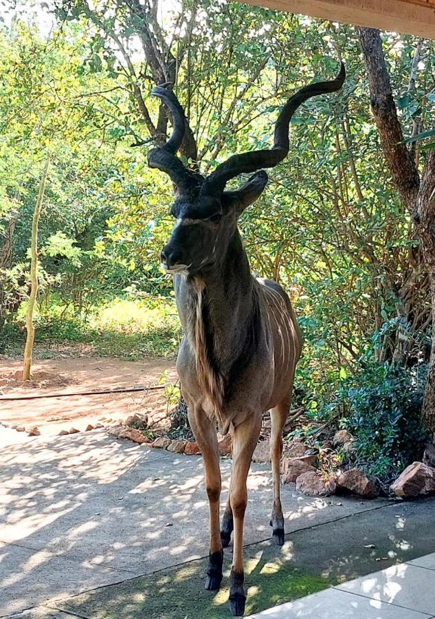 Lion King Villa Marloth Park Luaran gambar