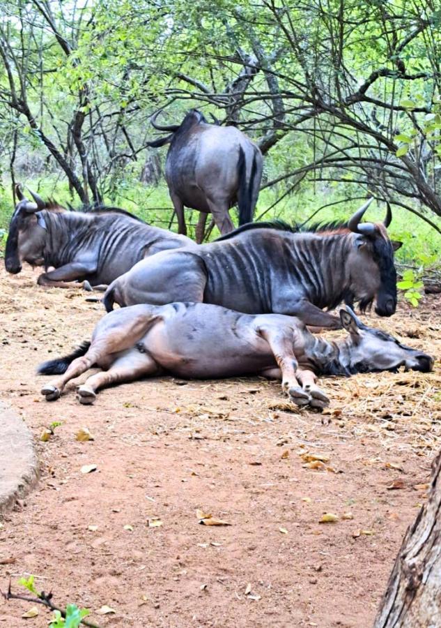 Lion King Villa Marloth Park Luaran gambar